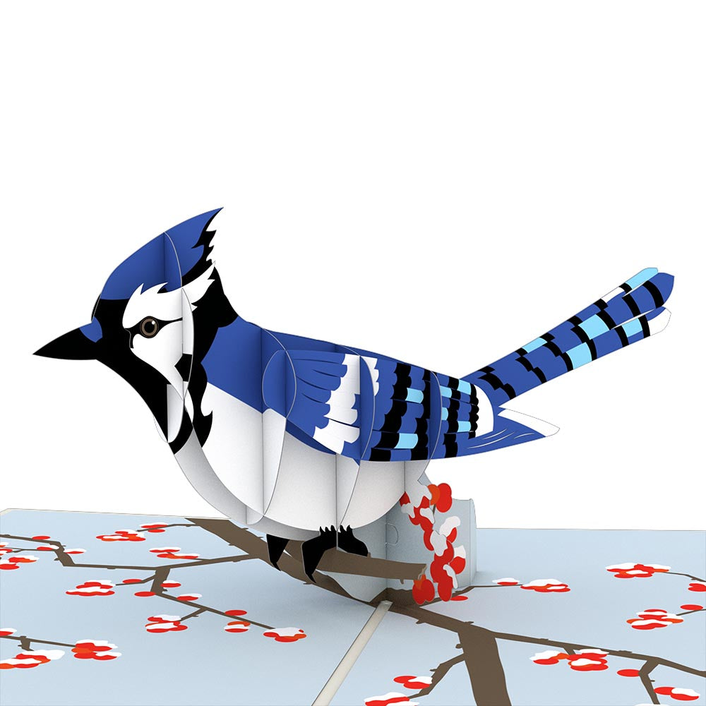 Blue Jay Pop-Up Card