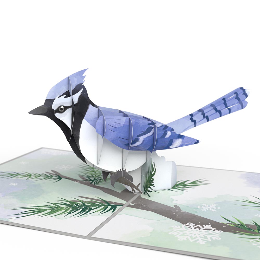 Winter Blue Jay Pop-Up Card